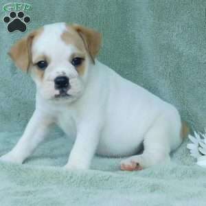 Jasper, Miniature Bulldog Puppy
